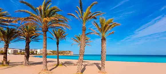 palmbomen el arenal